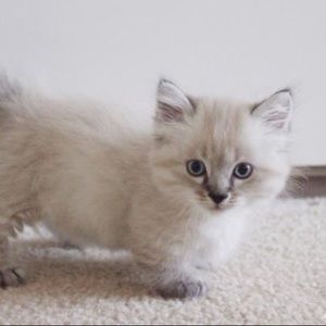 Meet your Posher, Jasmine